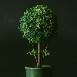Windowsill Herbs